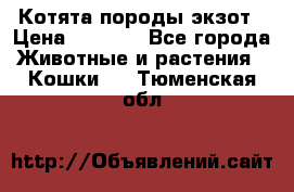 Котята породы экзот › Цена ­ 7 000 - Все города Животные и растения » Кошки   . Тюменская обл.